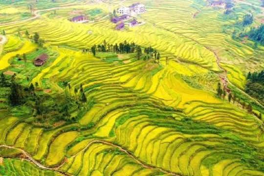 紫鵲界秦人梯田