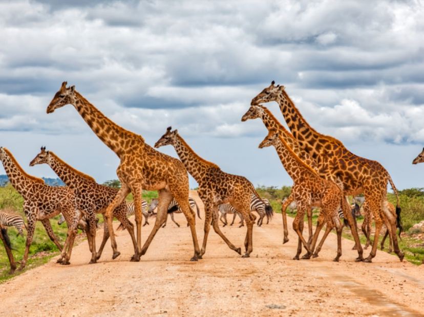 瑪沙瑪拉野生動物保護區