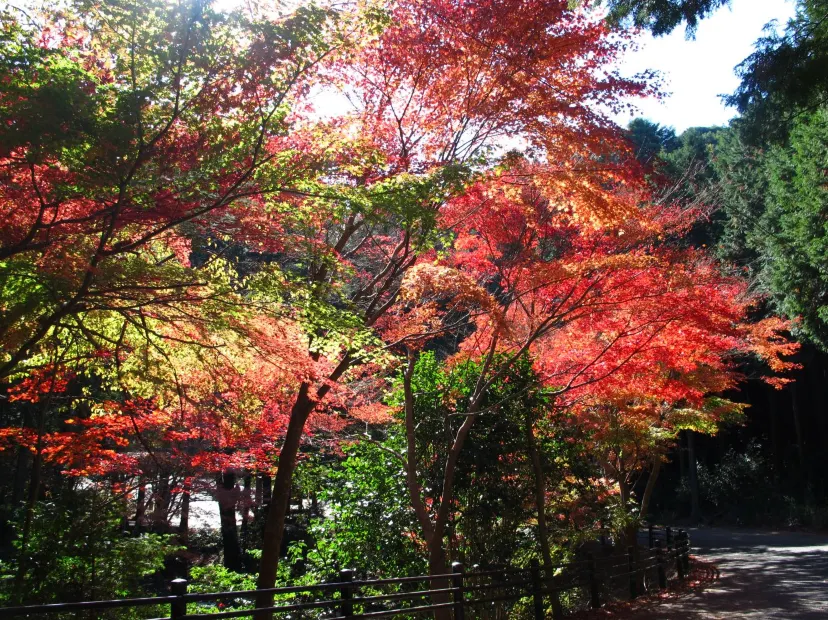 舟志紅葉街道