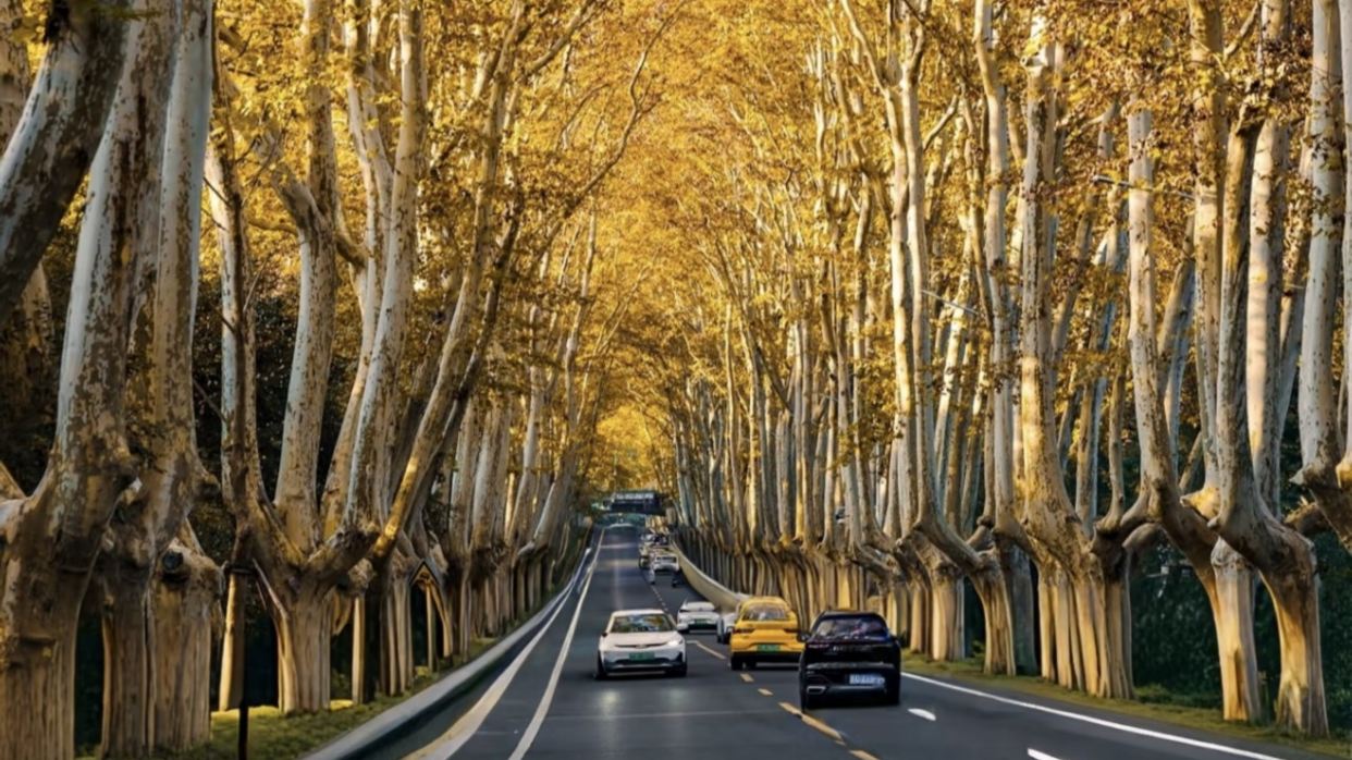 金陵最美梧桐大道