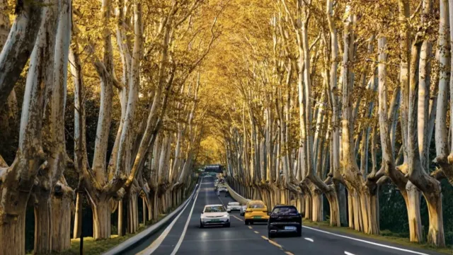 金陵最美梧桐大道