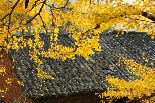 南雄帽子峰林場 