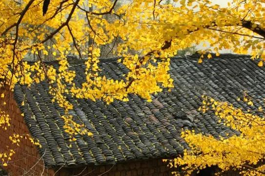 南雄帽子峰林場 