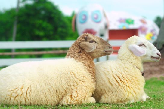 趣緻綿羊樂園