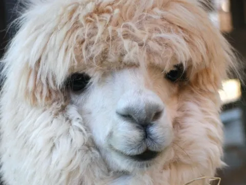 市川市動植物園