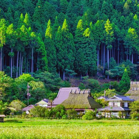 京阪神 古風美景6天寫意之旅~  美山町~茅屋之里、「世界文化遺產」平等院、嵐山風景區~渡月橋、紀三井寺、和歌山電鐵貓站長車站~乘特色觀光列車