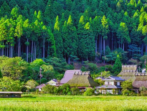 京阪神 古風美景6天寫意之旅~  美山町~茅屋之里、「世界文化遺產」平等院、嵐山風景區~渡月橋、紀三井寺、和歌山電鐵貓站長車站~乘特色觀光列車