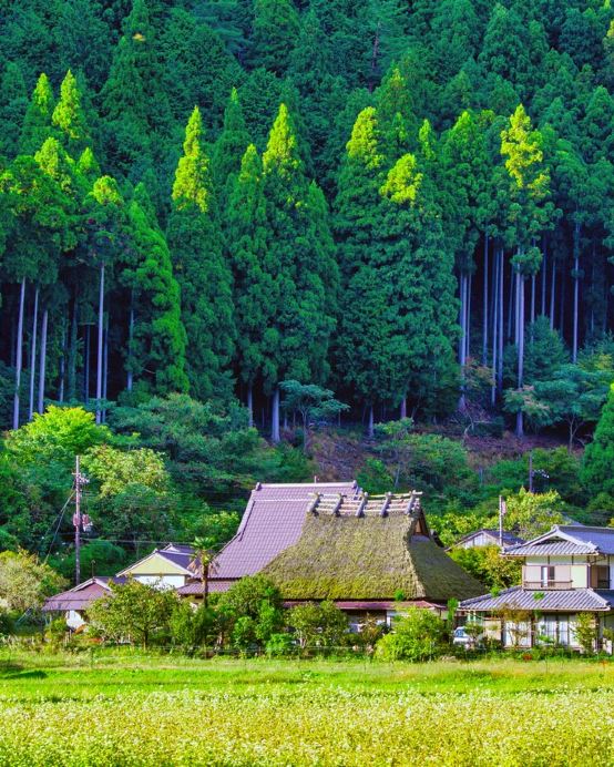 京阪神 古風美景6天寫意之旅~  美山町~茅屋之里、「世界文化遺產」平等院、嵐山風景區~渡月橋、紀三井寺、和歌山電鐵貓站長車站~乘特色觀光列車