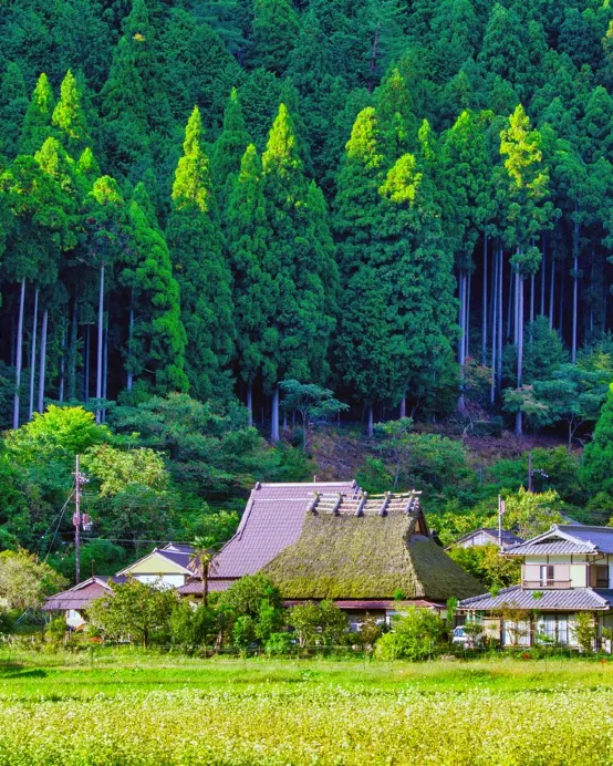 京阪神 古風美景6天寫意之旅~ 美山町~茅屋之里、「世界文化遺產」平等院、嵐山風景區~渡月橋、紀三井寺、和歌山電鐵貓站長車站~乘特色觀光列車