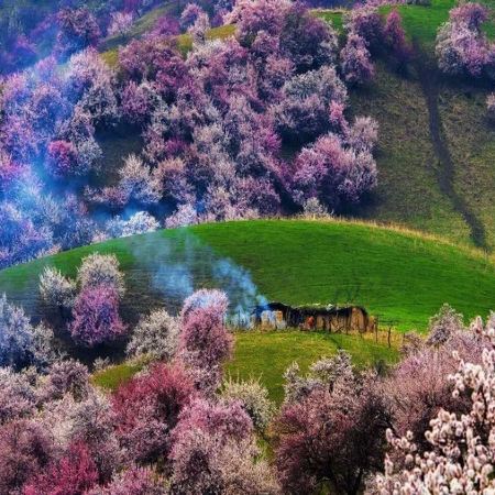 北疆醉美賞花季‧春日賞花8天之旅 新疆伊犁吐爾根杏花谷、福壽山杏花、賽里木湖、那拉提草原、伊犁老城文化旅遊區(乘馬車、欣賞民族歌舞)、庫木塔格沙漠、天山天池、交河故城、火焰山、國際大巴扎