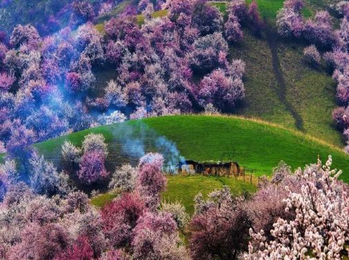 北疆醉美賞花季‧春日賞花8天之旅 新疆伊犁吐爾根杏花谷、福壽山杏花、賽里木湖、那拉提草原、伊犁老城文化旅遊區(乘馬車、欣賞民族歌舞)、庫木塔格沙漠、天山天池、交河故城、火焰山、國際大巴扎 北疆醉美賞花季‧春日賞花8天之旅 新疆伊犁吐爾根杏花谷、福壽山杏花、賽里木湖、那拉提草原、伊犁老城文化旅遊區(乘馬車、欣賞民族歌舞)、庫木塔格沙漠、天山天池、交河故城、火焰山、國際大巴扎