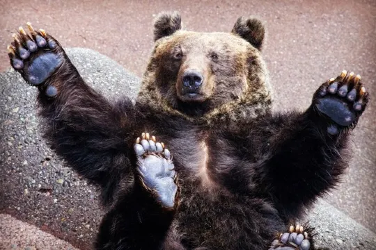 昭和新山熊牧場