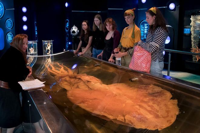 新西蘭國家博物館