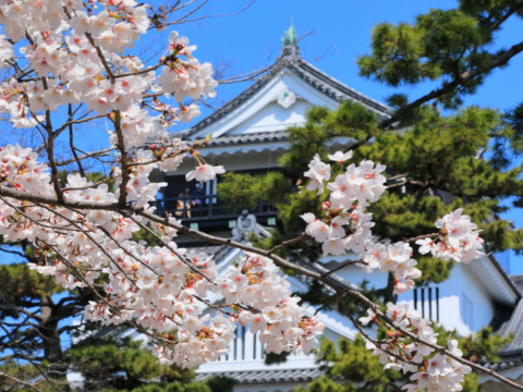 岡崎城櫻花
