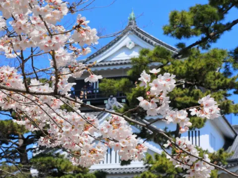 岡崎城櫻花