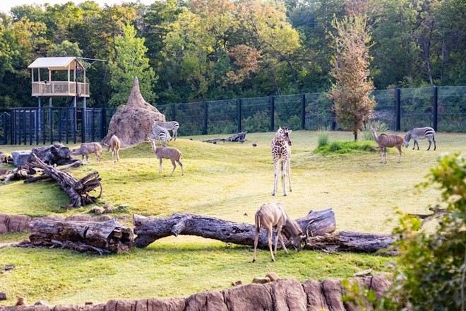 達拉斯動物園