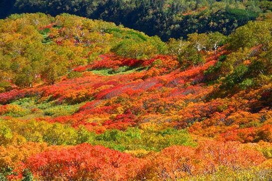 北海道 層雲峽 秋天