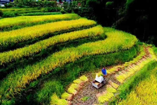 紫鵲界秦人梯田