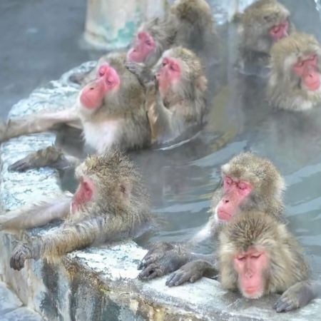 北海道、函館 冬季祭典。雪國玩樂6天之旅《細心安排入住2晚北湯澤Soraniwa 森の空庭或綠之風溫泉酒店》函館熱帶植物園(觀賞野猿泡溫泉)、「日本三大夜景之一」函館山百萬夜景