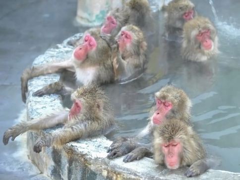 北海道、函館 冬季祭典。雪國玩樂6天之旅《細心安排入住2晚北湯澤Soraniwa 森の空庭或綠之風溫泉酒店》函館熱帶植物園(觀賞野猿泡溫泉)、「日本三大夜景之一」函館山百萬夜景