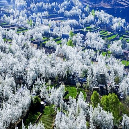 四川尋花記·春季醉美賞花6天之旅  金川【梨花節】、四姑娘山【賞高山杜鵑】、臥龍國家級自然保護區【中華大熊貓苑】、【神秘三星堆】、成都太古里