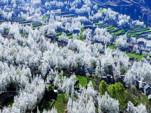 四川尋花記·春季醉美賞花6天之旅  金川【梨花節】、四姑娘山【賞高山杜鵑】、臥龍國家級自然保護區【中華大熊貓苑】、【神秘三星堆】、成都太古里