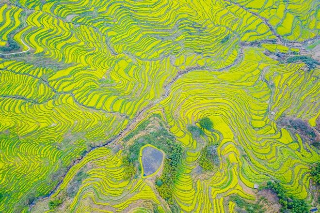 篁嶺梯田油菜花