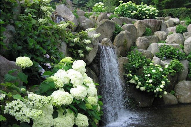 山中湖花之都公園清流之里