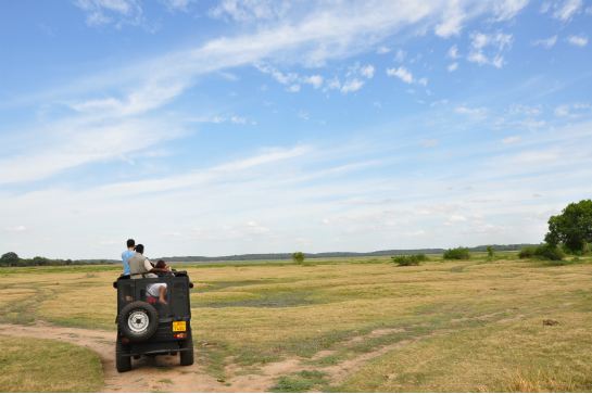 Minneriya National Game Park(自費)