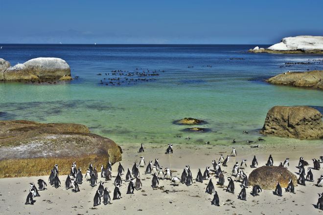 南非_好望角_企鵝灘