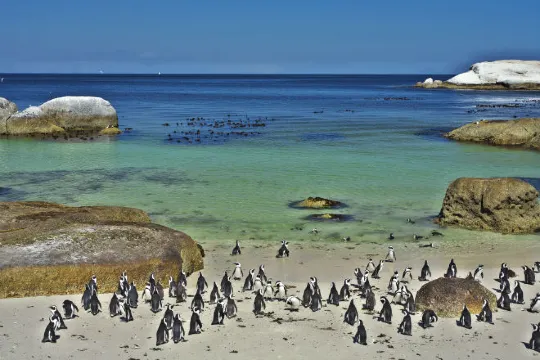 南非_好望角_企鵝灘