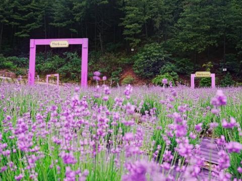 抱川香草島樂園Herb Island