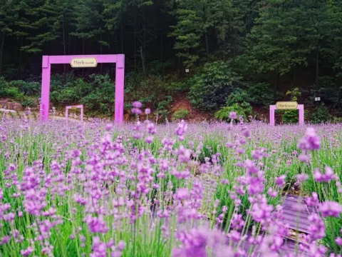 抱川香草島樂園Herb Island