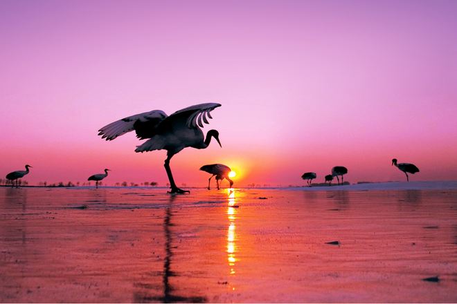 紮龍自然保護區丹頂鶴