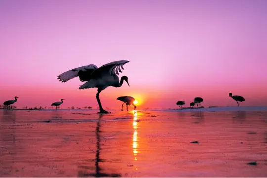 紮龍自然保護區丹頂鶴