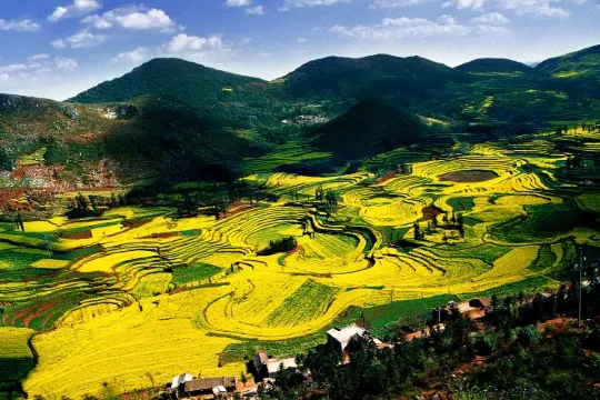 牛街梯田~油菜花