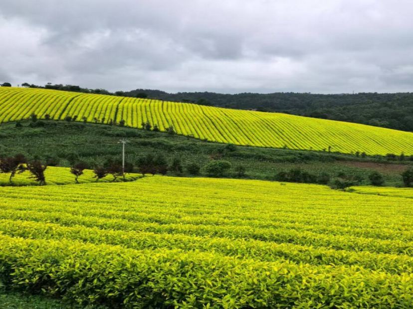 甕安黃金芽茶葉種植基地