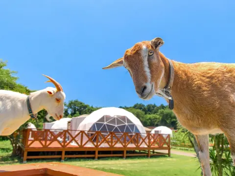 Mother Farm Green Base 