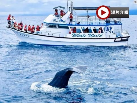 高雄+墾丁+台東 花蓮 重本安排乘船觀賞野生鯨魚和海豚5天 東線之旅