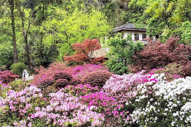 七星公園杜鵑花