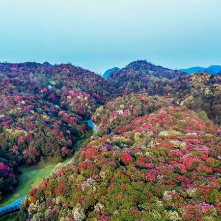 春遊貴州‧杜鵑花海4天純玩高鐵團  地球彩帶～畢節百里杜鵑景區、兩項世界第一～花江峽谷大橋、中國及亞洲第一大瀑布～黃果樹大瀑布、青岩古鎮、甲秀樓夜景