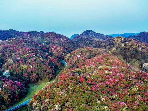 春遊貴州‧杜鵑花海4天純玩高鐵團  地球彩帶～畢節百里杜鵑景區、兩項世界第一～花江峽谷大橋、中國及亞洲第一大瀑布～黃果樹大瀑布、青岩古鎮、甲秀樓夜景