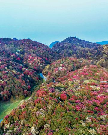 春遊貴州‧杜鵑花海🌸4天純玩高鐵團  地球彩帶～畢節百里杜鵑景區、兩項世界第一～花江峽谷大橋、中國及亞洲第一大瀑布～黃果樹大瀑布、青岩古鎮、甲秀樓夜景
