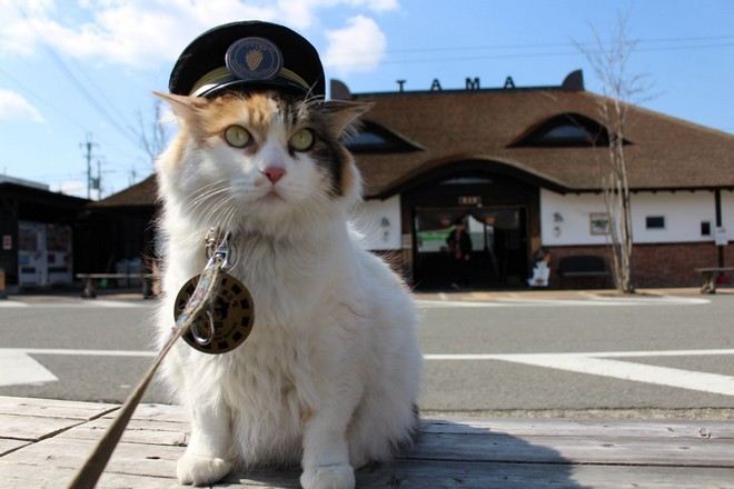 和歌山電鐵貓站長Nitama車站