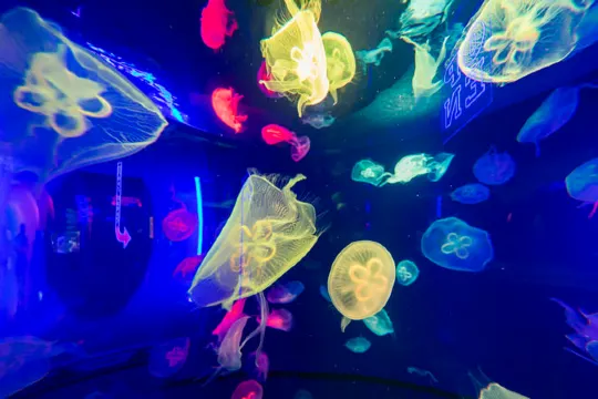 中魚視界海洋王國