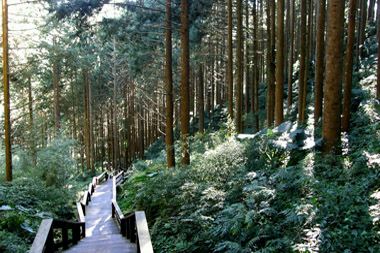 奮起湖台灣杉森林步道