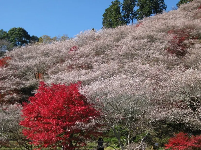 小原四季櫻