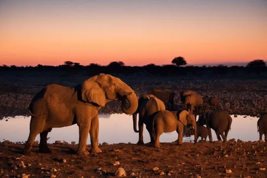 埃托沙國家公園
