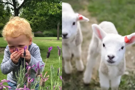 瓦納卡薰衣草農場