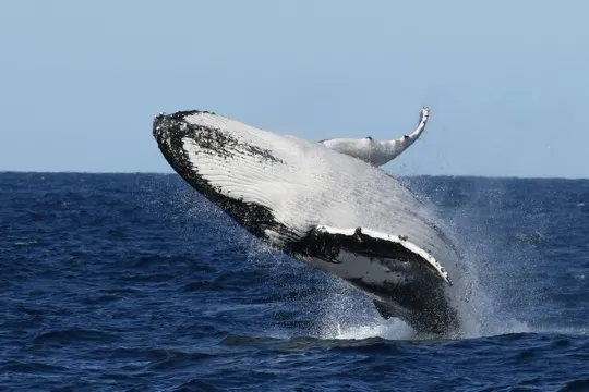 海洋珍貴一幕~觀鯨之旅